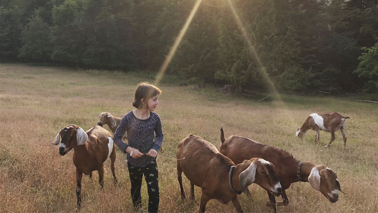 girl walking with goats
